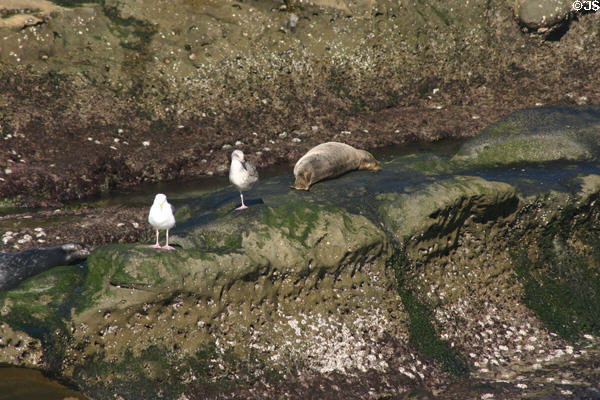 Gulls & harbor seal on rocks. La Jolla, CA.