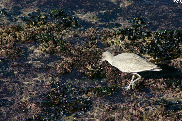 Willet (<i>Catoptrophorus semipalmatus</i>) in winter plumage searching tide pools. La Jolla, CA.