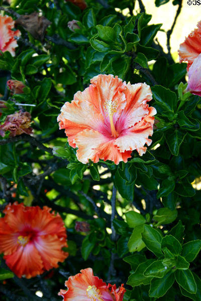 Hibiscus. La Jolla, CA.