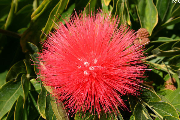 Brush-like flower. San Diego, CA.