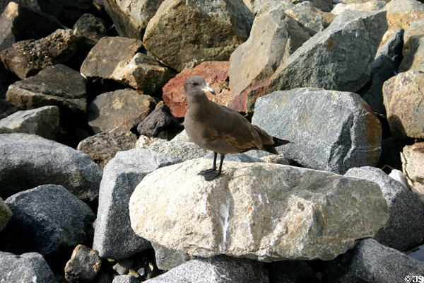Unidentified immature gull. San Diego, CA.