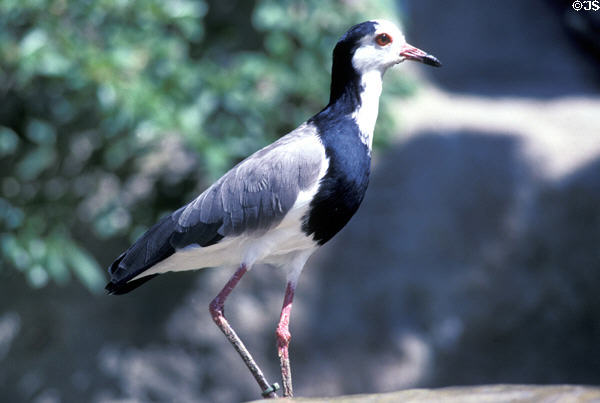 Long Toed Plover (<i>Vanellus crassirostris</i>) from Africa at Wild Animal Park. San Diego, CA.