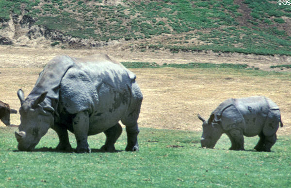 Endangered Indian Rhinos (<i>Rhinoceros unicornis</i>) at Wild Animal Park. San Diego, CA.