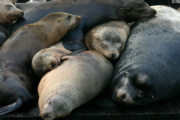 Stacked sea lions at Pier 39. San Francisco, CA.