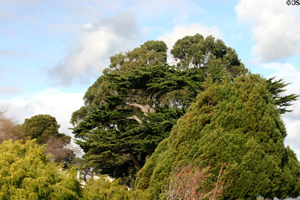Evergreens at Palace of Fine Arts. San Francisco, CA.