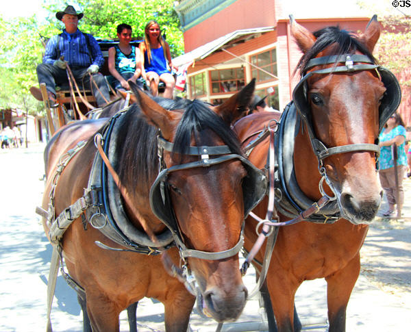 Horses pulling stage coach around Columbia State Historic Park. Columbia, CA.