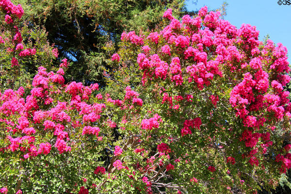 Flowering Crapemyrtle at Angels Camp Museum. Angels Camp, CA.