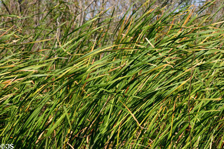 Sawgrass of the Everglades. FL.