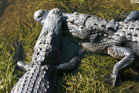 Alligator meets alligator. FL.
