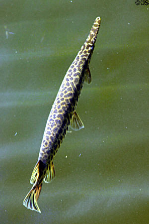 Florida Gar in Everglades National Park. FL.