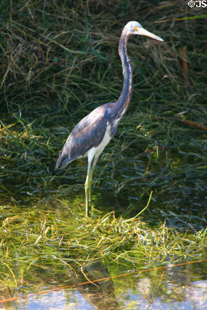 Tricolored Heron (<i>Egretta tricolor</i>). FL.