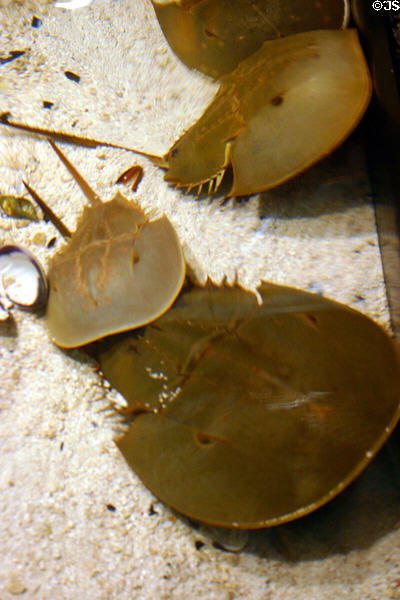 Horseshoe crabs at Georgia Aquarium. Atlanta, GA.