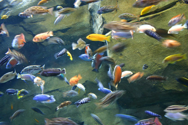 African Cichlids collection at Georgia Aquarium. Atlanta, GA.