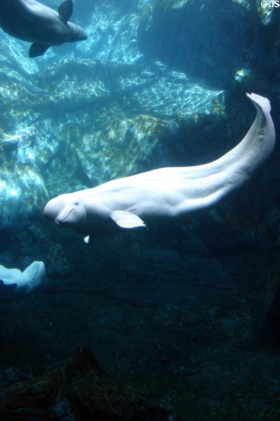 Beluga whale at Georgia Aquarium. Atlanta, GA.
