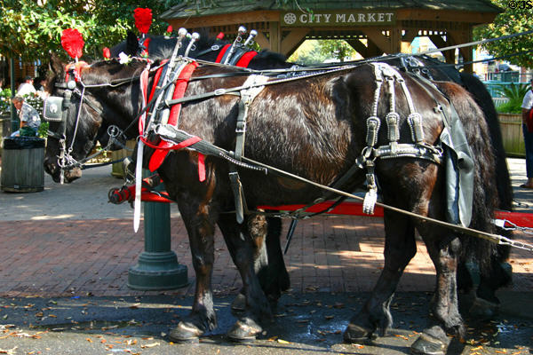 Horse drawn caleches await riders in City Market. Savannah, GA.