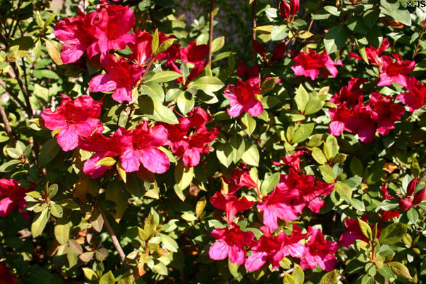 Azalea flower. Savannah, GA.