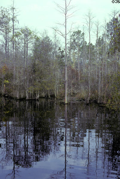 Wetland forest of Okefenokee swamp. GA.