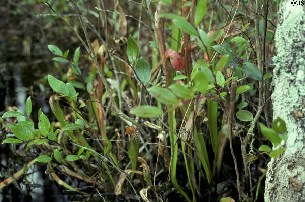 Pitcher plants in Okefenokee swamp. GA.