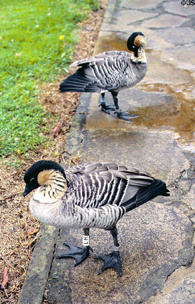 Endangered native-Hawaiian Nene Geese at Waimea Canyon. Kauai, HI.