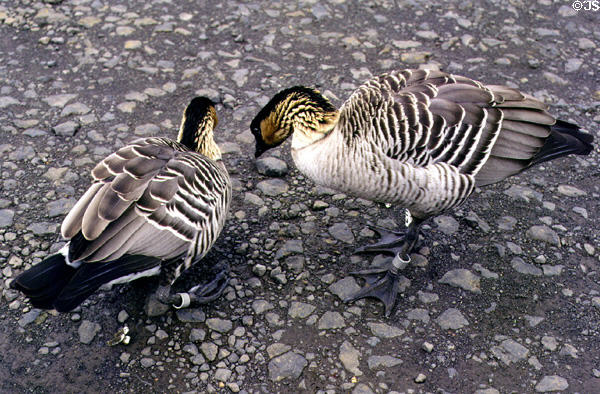 Nene Geese (<i>Branta sandvicensis</i>) at Waimea Canyon. Kauai, HI.
