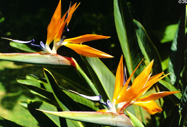Bird of Paradise at Smith's Tropical Paradise. Kauai, HI.