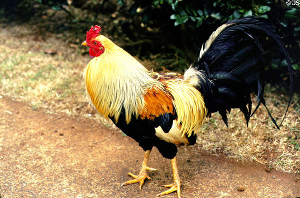 Red Junglefowl from Smith's Tropical Paradise. Kauai, HI.