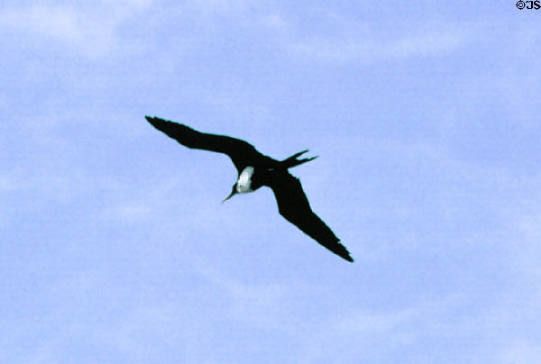 Great Frigate bird (<i>Fregata minor palmerstoni</i>) at Kilauea Lighthouse bird sanctuary. Kauai, HI.