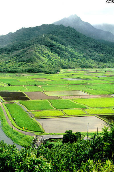 Hanalei Valley site of taro & sugar cane fields. Kauai, HI.