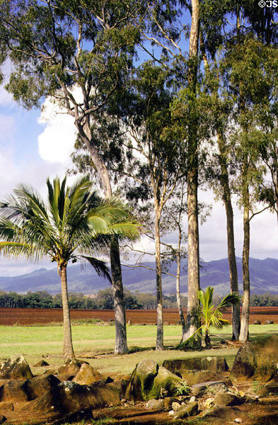 Birthing Stone Circle (royal birthplace) at Kukaniloko. Oahu, HI.