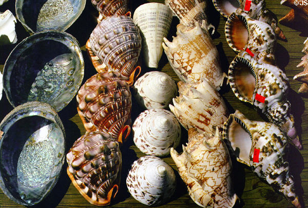 Sea shells for sale in Haleiwa. Oahu, HI.