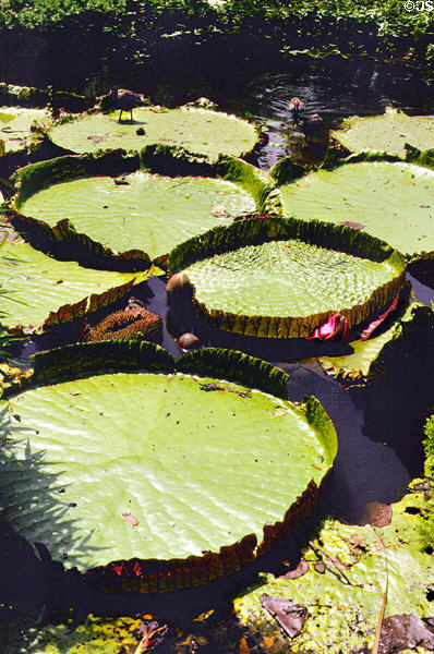 Water lilies at Waimea Valley Adventure Park. Oahu, HI.