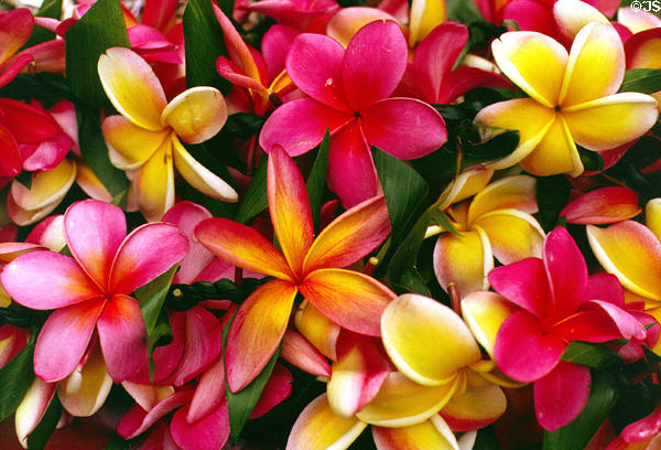 Leis of Plumeria at Polynesian Cultural Center. Oahu, HI.