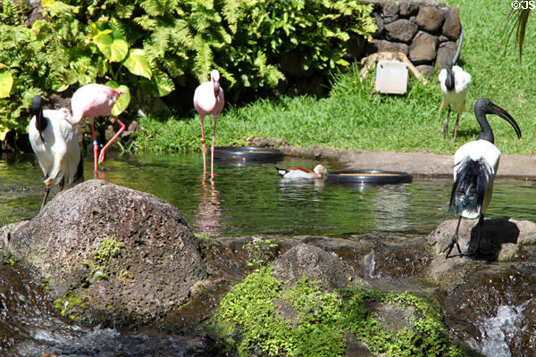 Exotic birds on display at Hilton Hawaiian Village. Waikiki, HI.