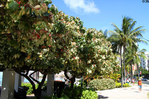 Tri-Color Hau or variegated Mahoe trees along beach on Kalakaua Ave. Waikiki, HI.