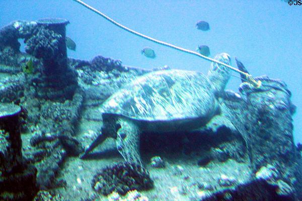 Sea turtle on wreck seen from Atlantis submarine tours. Waikiki, HI.