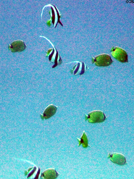 Reef fish seen from Atlantis submarine tours. Waikiki, HI.