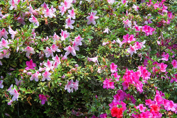 Rhododendrons in Garden of The Contemporary Museum. Honolulu, HI.