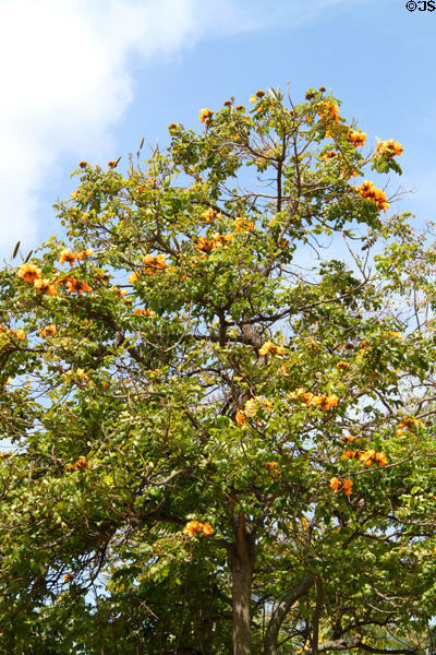 African Tulip Tree (<i>Spathodea campanulata</i>) at University of Hawai'i. Honolulu, HI.