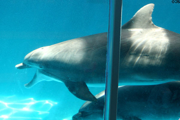 Porpoise in Hawaii Ocean Theatre at Sea Life Park. HI.