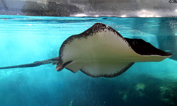 Stingray at Sea Life Park. HI.
