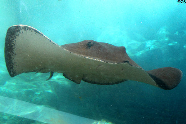 Stingray at Sea Life Park. HI.