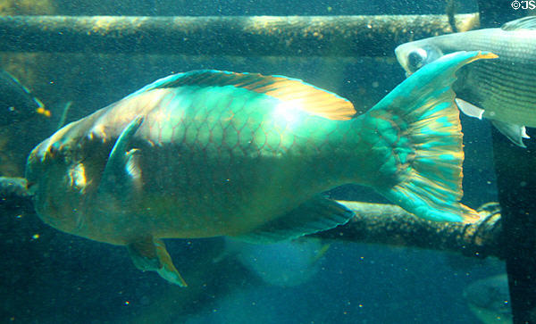 Parrotfish in Hawaiian reef tank at Sea Life Park. HI.