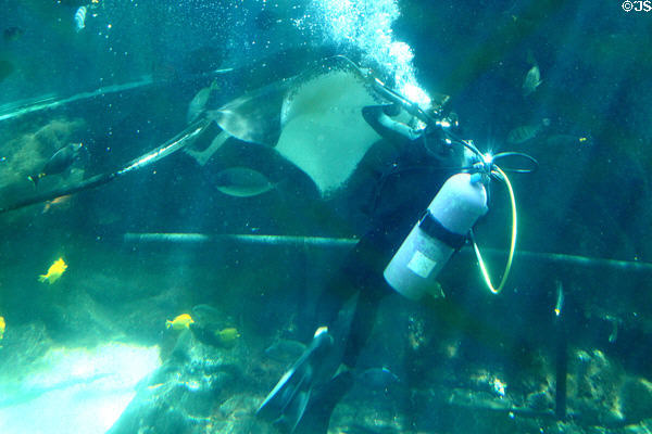 Diver feeding sting ray at Sea Life Park. HI.