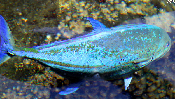 Blue Crevalle at Sea Life Park. HI.