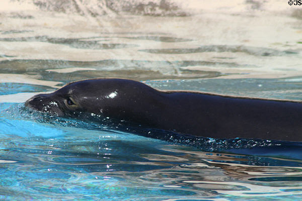 Seal swims at Sea Life Park. HI.