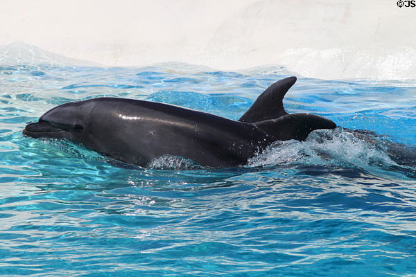 Dolphin/whale wholphin cross at Sea Life Park. HI.