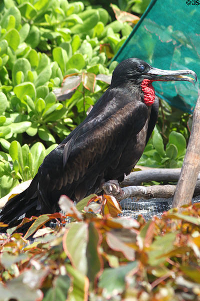 Great Frigatebird (<i>Fregata minor</i>) at Sea Life Park. HI.