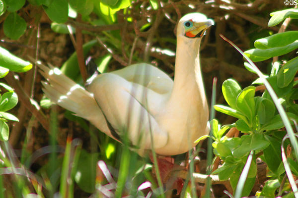 Red-footed Booby (<i>Sula sula</i>) perched at Sea Life Park. HI.
