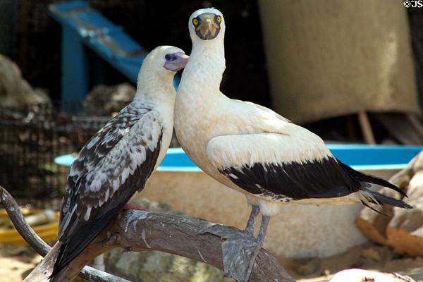 Red-footed Booby (<i>Sula sula</i>) & Masked Booby (<i>Sula dactylatra</i>) at Sea Life Park. HI.
