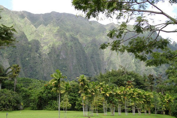 Cliffs over palm trees of Hoomaluhia Gardens. HI.